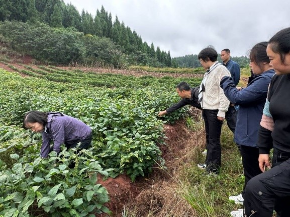 資陽(yáng)市農(nóng)業(yè)局新項(xiàng)目引領(lǐng)農(nóng)業(yè)現(xiàn)代化，鄉(xiāng)村振興再添新動(dòng)力